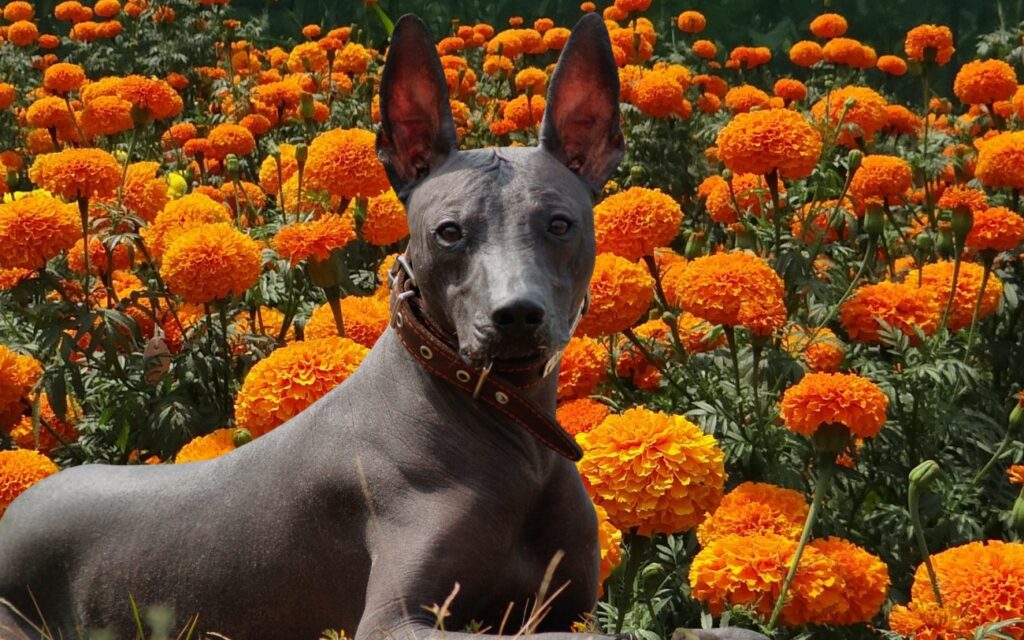 Xoloitzcuintle entre flores de cempasúchil, símbolo del Día de Muertos y guía espiritual hacia el Mictlán en México.